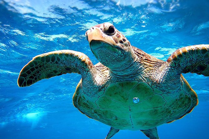 [Miyakojima Snorkel] Private Tour From 2 People Go to Meet Cute Sea Turtle - Exclusive Private Tour Experience
