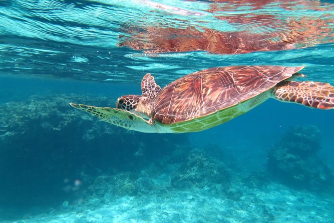 [Miyakojima Snorkel] Private Tour From 2 People Lets Look for Sea Turtles! Snorkel Tour That Can Be Enjoyed From 3 Years Old - Inclusions and Rental Fees