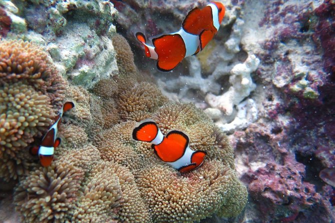 [Miyakojima Snorkel] Private Tour From 2 People Lets Look for Sea Turtles! Snorkel Tour That Can Be Enjoyed From 3 Years Old - Spotting Sea Turtles