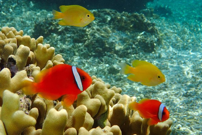 Miyakojima / Snorkel Tour to Enjoy Coral and Fish - Frequently Asked Questions