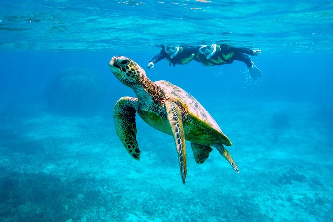 Miyakojima / Snorkel Tour to Swim With Sea Turtles - Meeting Point and Pickup