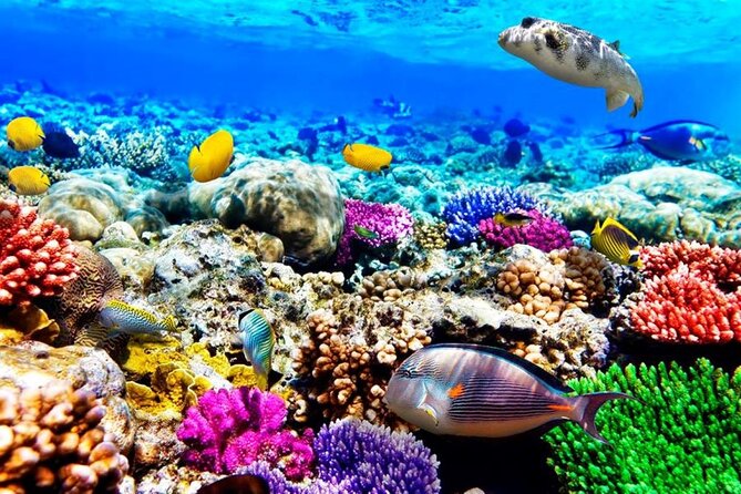 Mnemba Dolphin Tour, Clear Kayak, Cooking Class, Horse Riding - Pricing Details