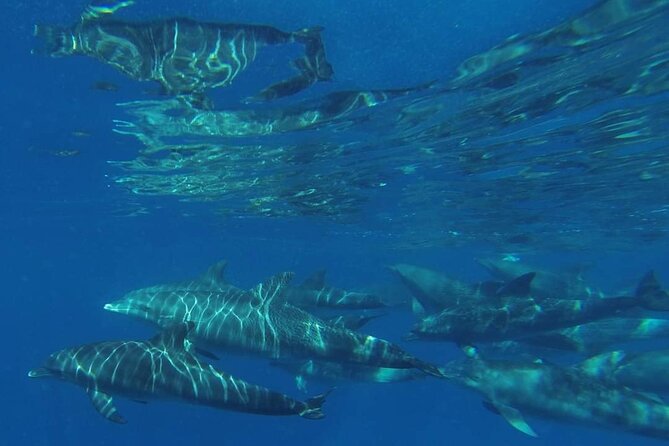Mnemba Island Snorkeling and Swimming With Dolphin - Local Guide Accompaniment