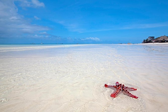 Mnemba Snorkeling, Dolphin and Baraka Natural Aquarium - Key Points