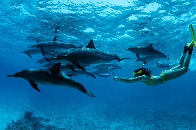 Mnemba Snorkeling, Dolphin and Baraka Natural Aquarium - Overview of the Experience