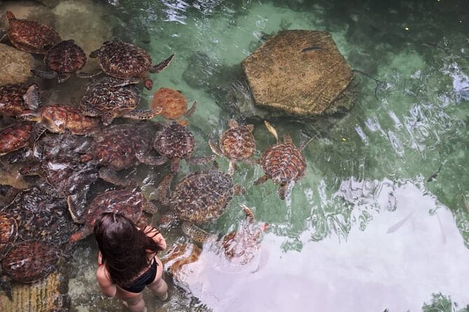 Mnemba Snorkeling, Dolphin and Baraka Natural Aquarium - Health and Safety Considerations