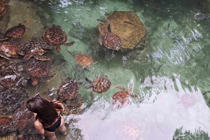 Mnemba Snorkeling, Dolphin and Baraka Natural Aquarium - Recap