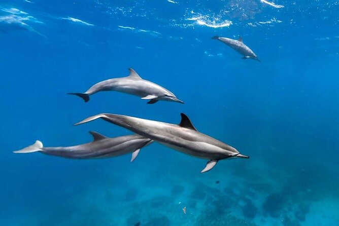 Mnemba Snorkeling, Kuza Cave, Blue Lagoon, Starfish Tour, The Rock Restaurant - Highlights and Concerns