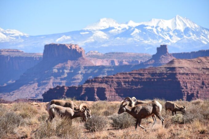 Moab: Canyonlands National Park 4x4 White Rim Tour - Guided Tour Details