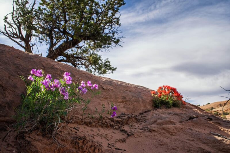 Moab: Fins and Things Canyoneering Adventure Tour - Natural Pools and Waterfalls