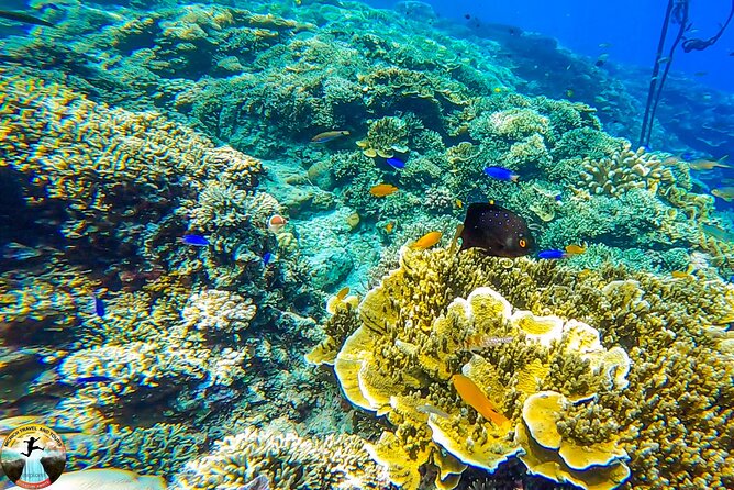 Moalboal Island Hopping (Pescador Island, Sardines and Turtles) - Inclusions and Details