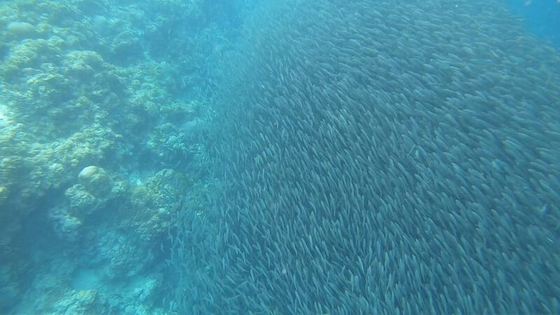Moalboal Marvels: Island Hopping Paradise, Sardines Run - Activity Highlights