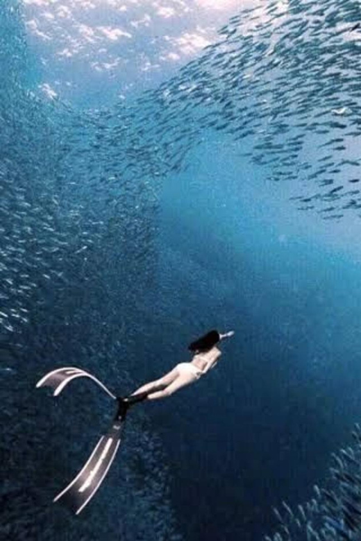 Moalboal Marvels: Island Hopping Paradise, Sardines Run - Itinerary Details