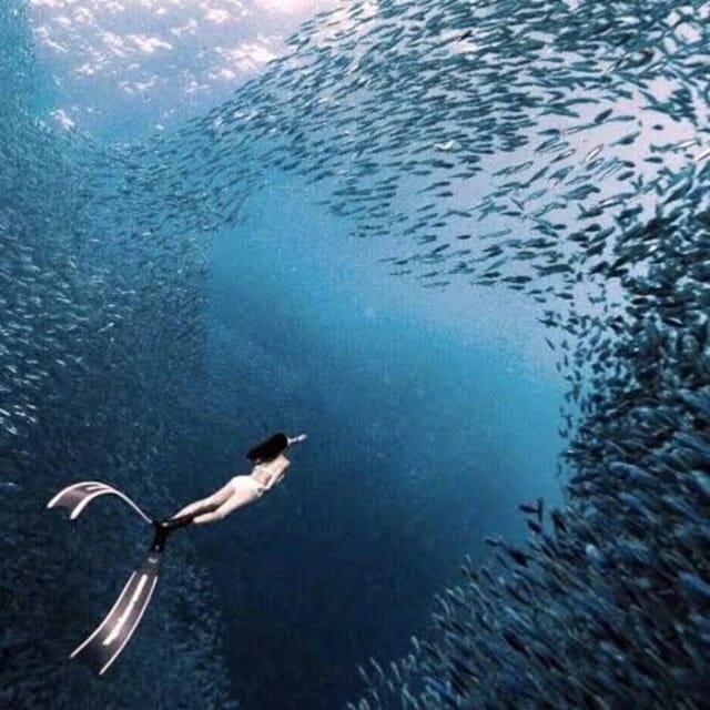 Moalboal Marvels: Island Hopping Paradise, Sardines Run - Frequently Asked Questions