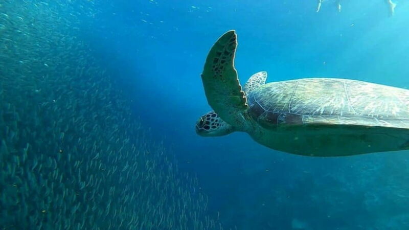 Moalboal: Pescador Island Hopping Adventure and Sardine Run - Key Points