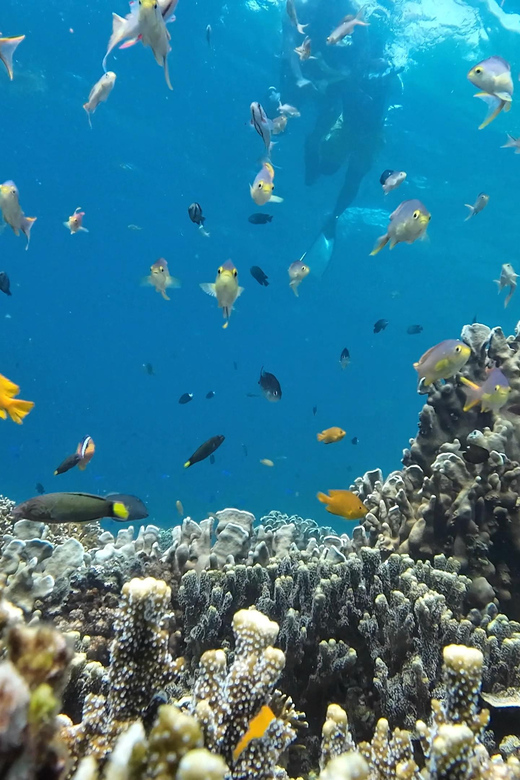 Moalboal: Pescador Island & Mantayupan Falls Adventure! - Highlights and Activities
