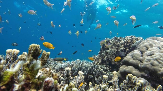 Moalboal: Pescador Island & Mantayupan Falls Adventure! - Booking and Cancellation
