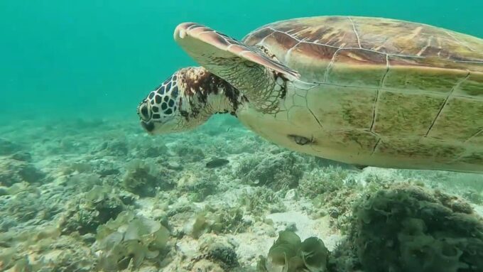 Moalboal: Pescador Island & Mantayupan Falls Adventure! - Frequently Asked Questions