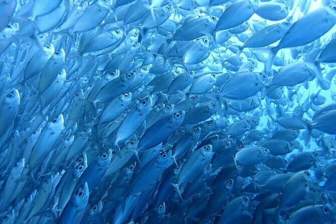 Moalboal Sardine Run, Sea Turtle and Mantayupan Falls - What Makes This Tour Stand Out?