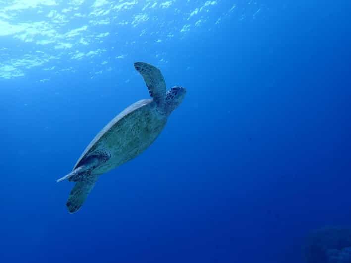 Moalboal Sardine Run, Sea Turtle & Mantayupan Falls - Transportation and Pickup Locations