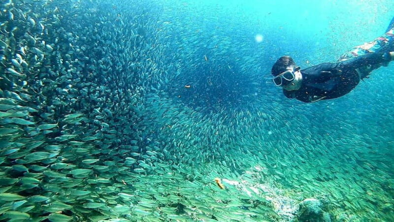 Moalboal: Sardine Run Snorkeling & Kawasan Canyoneering - An Introduction to Moalboals Big Draws