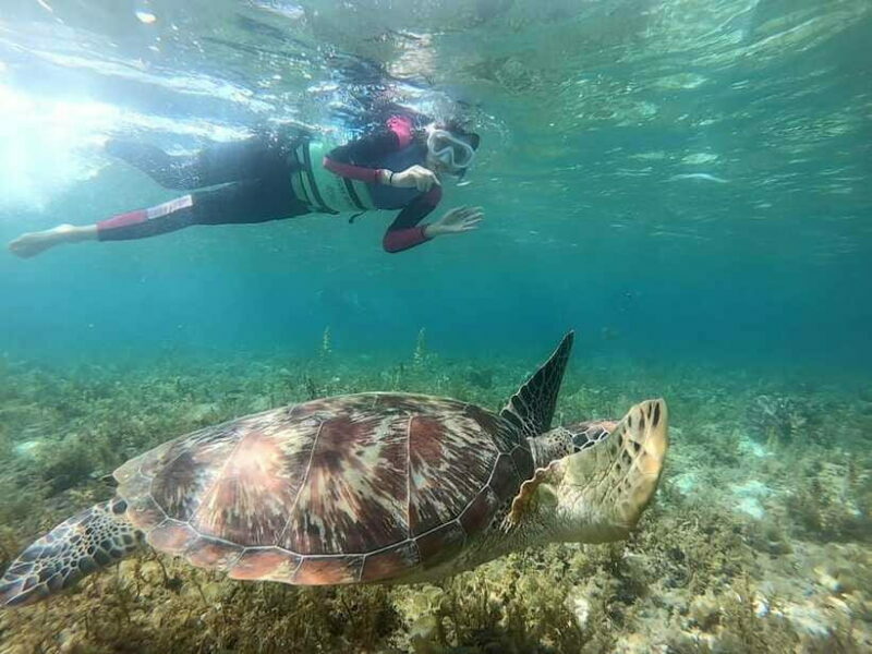 Moalboal: Sardine Run Snorkeling & Kawasan Canyoneering - The Lunch & Photography
