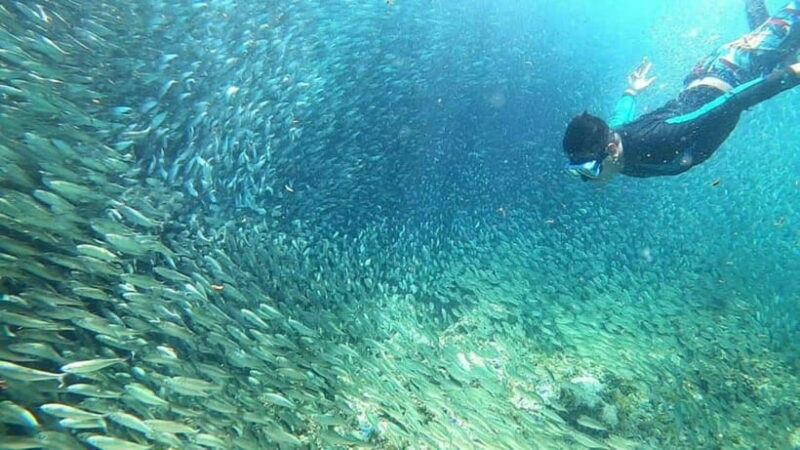 Moalboal: Sardine Run, Turtles and Pescador Island Hopping - What to Expect: Experience Quality and Practicalities