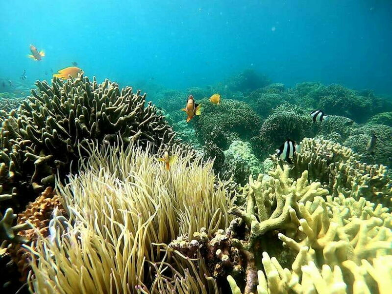 Moalboal: Sardine Run, Turtles and Pescador Island Hopping - Who Is This Tour Best For?