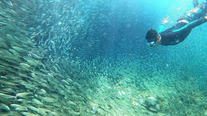 Moalboal: Sardine Run, Turtles and Pescador Island Hopping - The Sum Up: Is It Worth Your Time?