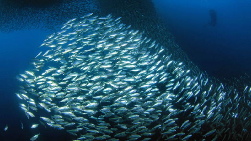 Moalboal Sardines Run Private Tour - An In-Depth Look at the Moalboal Sardines Run Private Tour