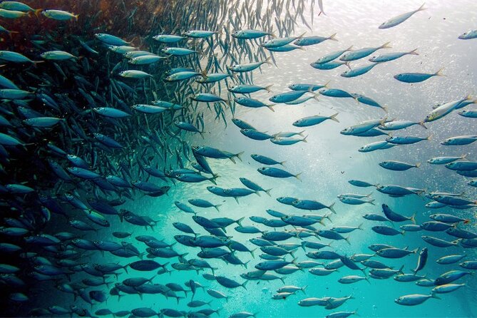 Moalboal Sardines Run Private Tour - Inclusions and Safety