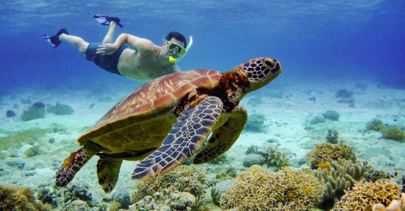 Moalboal Sardines & Turtle Snorkeling and Kawasan Falls Tour - Pickup and Drop-off Locations