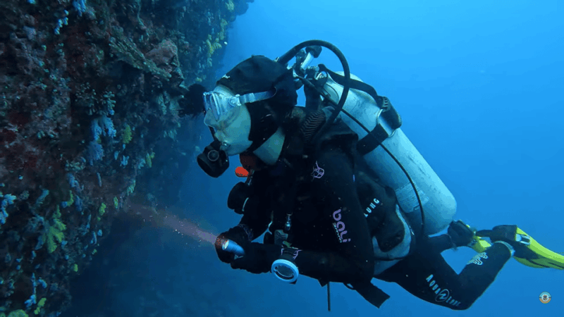 Moalboal : Scuba Diving Sardine Run and Turtle Chasing - Tour Inclusions