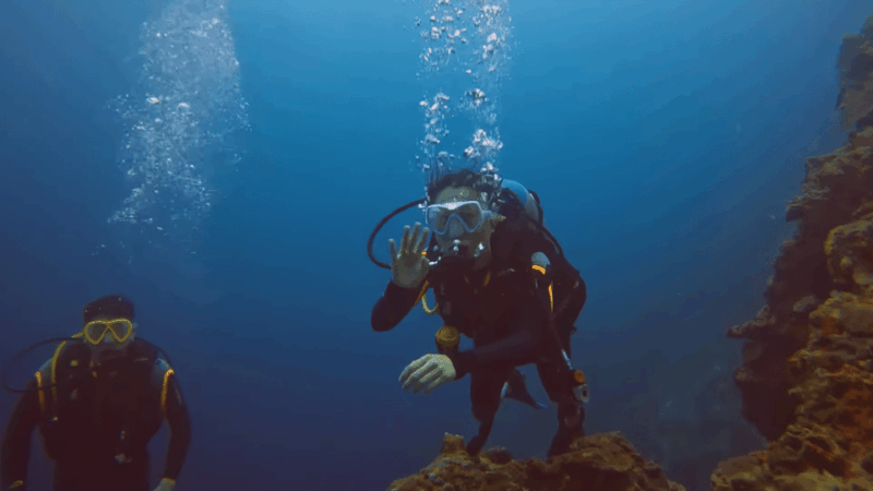 Moalboal : Scuba Diving Sardine Run and Turtle Chasing - Experience Highlights