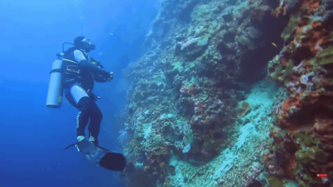 Moalboal : Scuba Diving Sardine Run and Turtle Chasing - Requirements and Restrictions