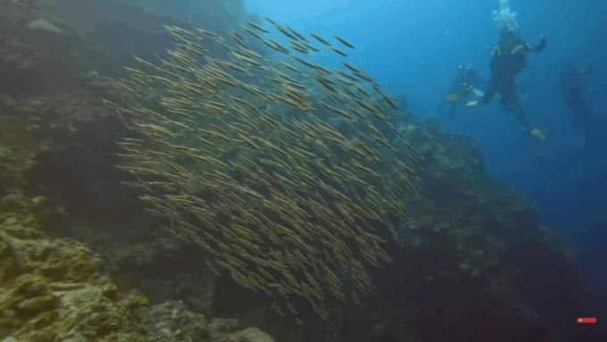 Moalboal : Scuba Diving Sardine Run and Turtle Chasing - Recommended Items to Bring