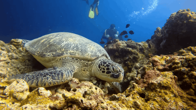 Moalboal : Scuba Diving Sardine Run and Turtle Chasing - Frequently Asked Questions