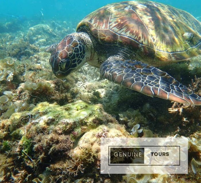 Moalboal: Scuba Diving With the Sardine and Sea Turtles - Key Points