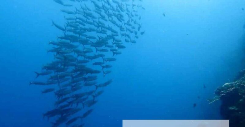 Moalboal: Scuba Diving With the Sardine and Sea Turtles - Sardine Run and Sea Turtles