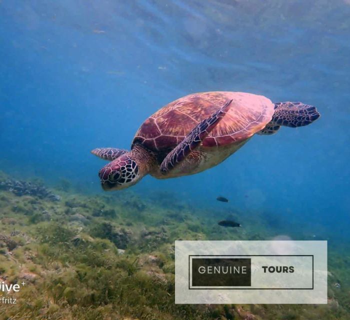 Moalboal: Scuba Diving With the Sardine and Sea Turtles - Customer Reviews and Guide Profile