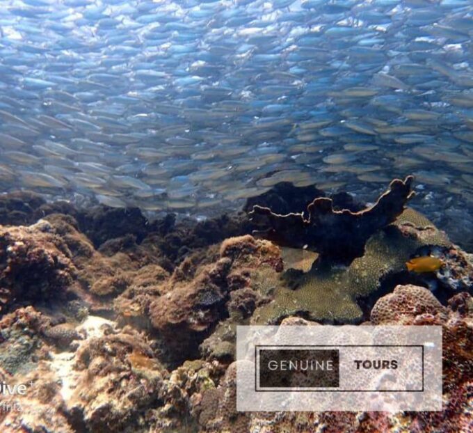 Moalboal: Scuba Diving With the Sardine and Sea Turtles - Additional Highlights and Inclusions