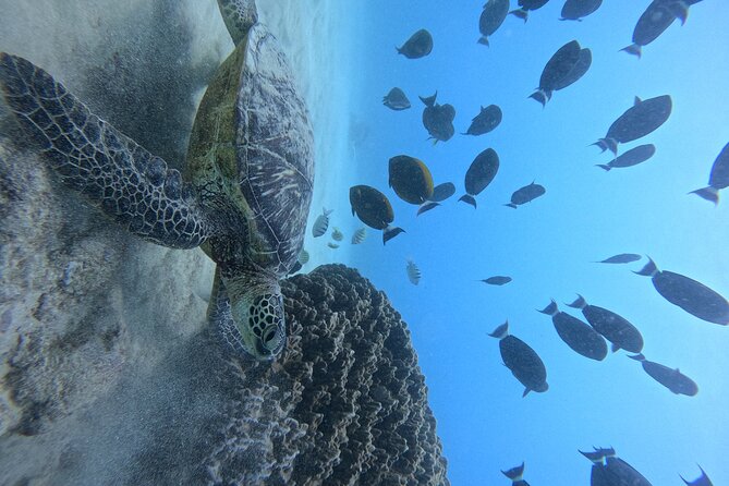 Moana's Guided Turtle Snorkel & Sailing Adventure at Waikiki - Spotting Sea Turtles, Octopuses, and Starfish