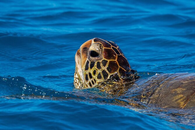 Moana's Guided Turtle Snorkel & Sailing Adventure at Waikiki - What to Expect on the Tour