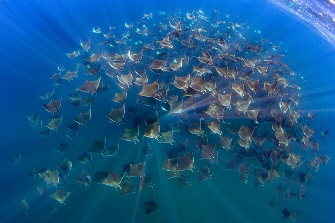 Mobula Ray Ocean Safari Day Trip - Key Points