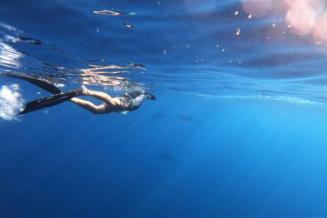 Mobula Ray Ocean Safari Day Trip - Booking Information
