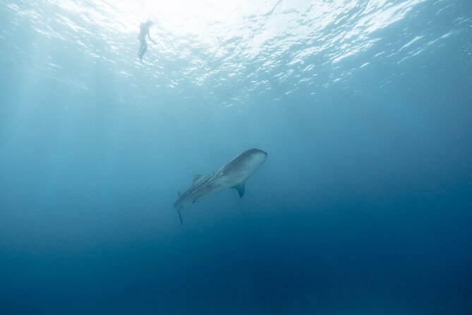 Mobula Ray Ocean Safari Day Trip - Breakfast at La Garita