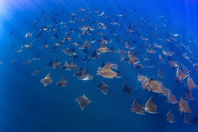 Mobula Ray Ocean Safari Day Trip - Picnic Lunch on Boat