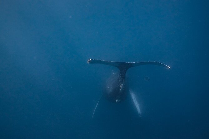 Mobula Ray Ocean Safari Day Trip - Snorkeling Equipment Provided