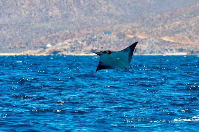 Mobula Ray Snorkeling with Photos Included - An In-Depth Look at the Cabo Ray Snorkeling Experience