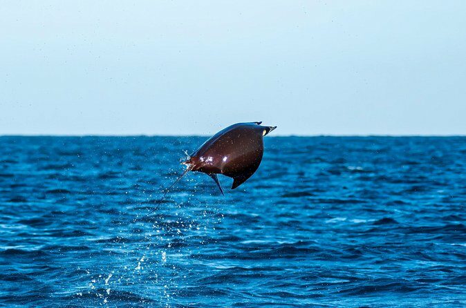 Mobula Ray Snorkeling with Photos Included - The Real Value and What Travelers Say